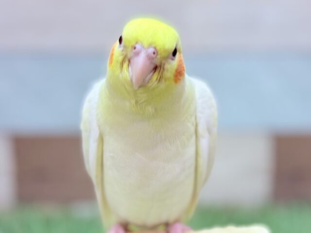 オカメインコ