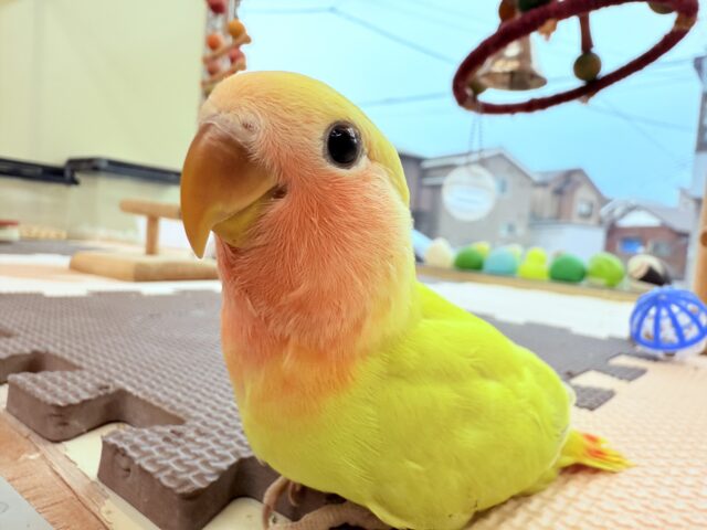 コザクラインコ（小桜インコ）