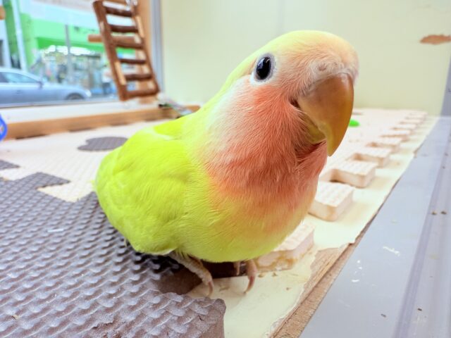 コザクラインコ（小桜インコ）