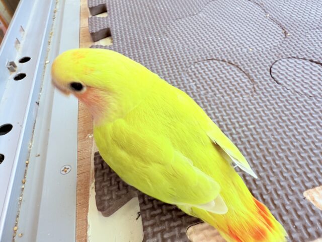 コザクラインコ（小桜インコ）