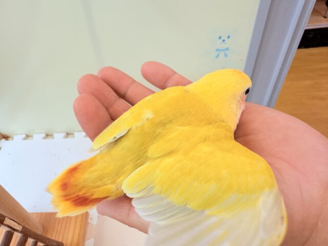 コザクラインコ（小桜インコ）