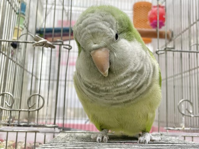 オキナインコ