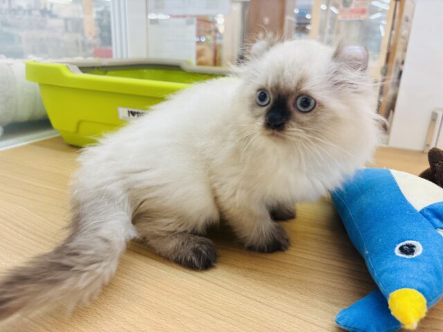 アメリカンカール