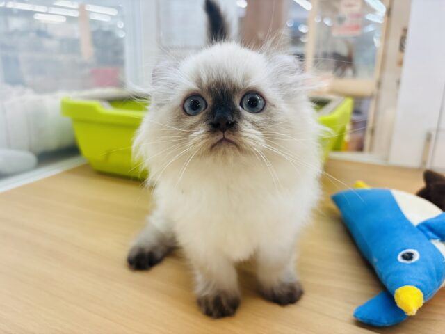 アメリカンカール