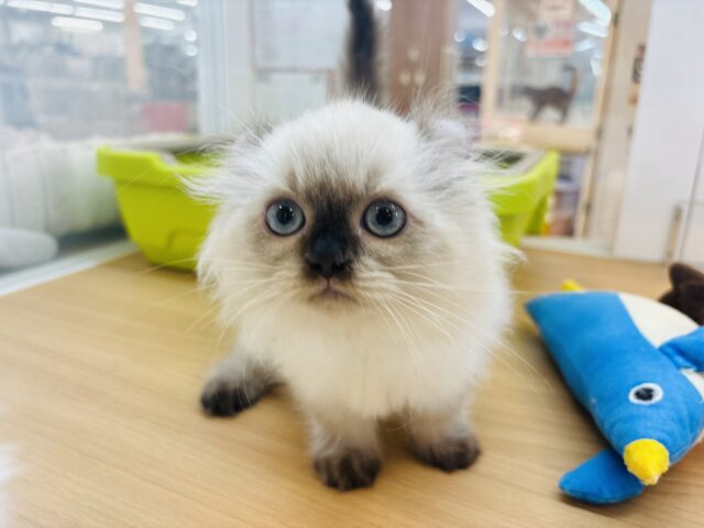 アメリカンカール