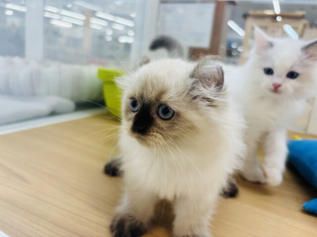 アメリカンカール