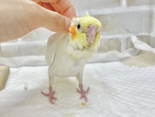 オカメインコ
