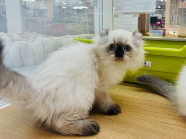 アメリカンカール