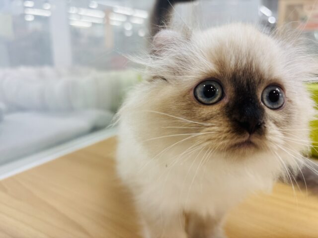 アメリカンカール