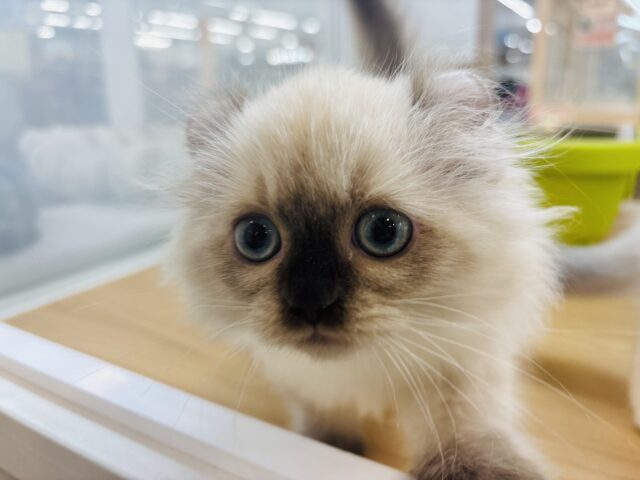 アメリカンカール