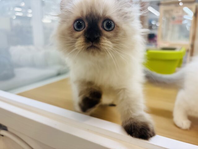 アメリカンカール