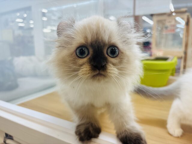 アメリカンカール