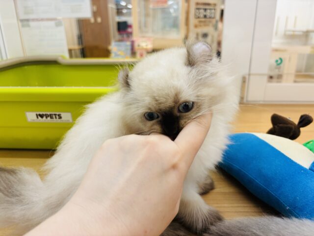 アメリカンカール