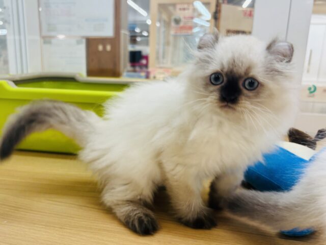 アメリカンカール