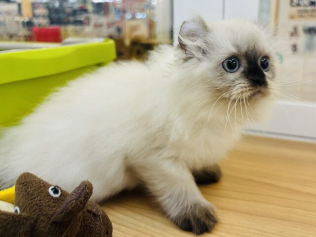 アメリカンカール