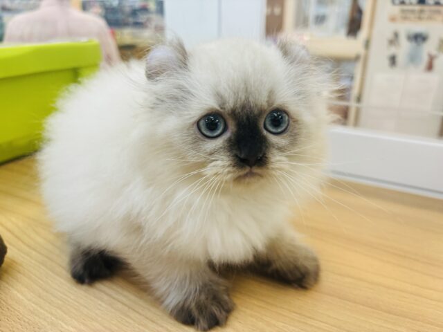 アメリカンカール