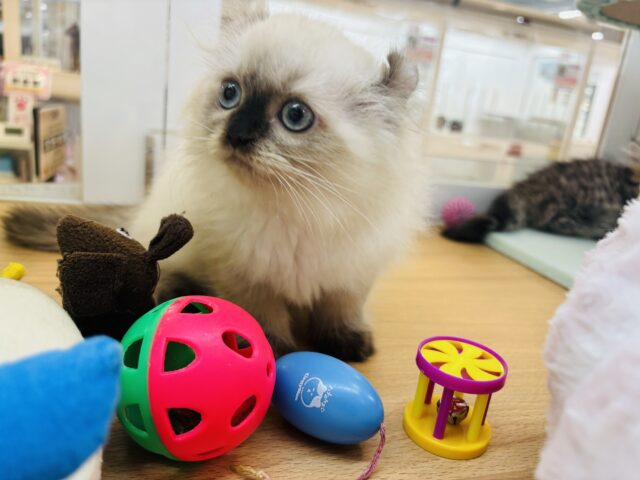 アメリカンカール