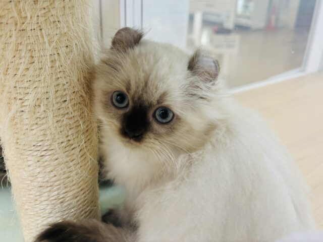 アメリカンカール