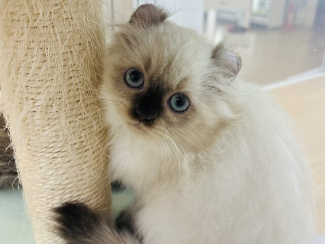 アメリカンカール