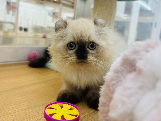 アメリカンカール