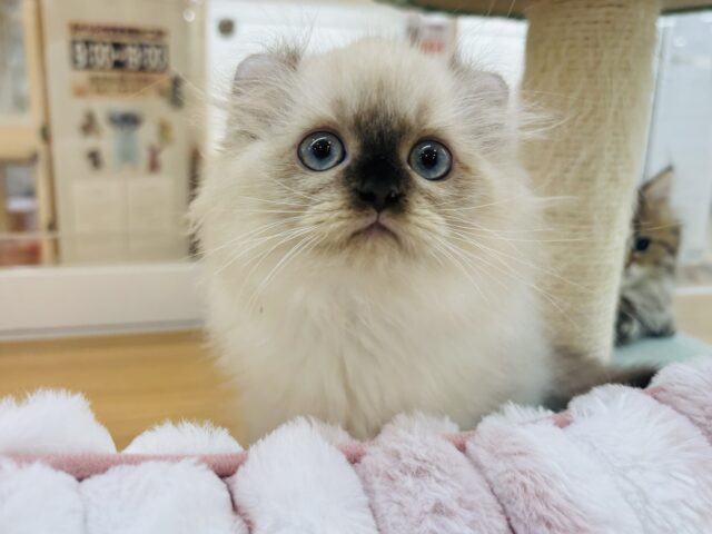 アメリカンカール