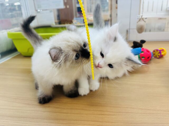 アメリカンカール