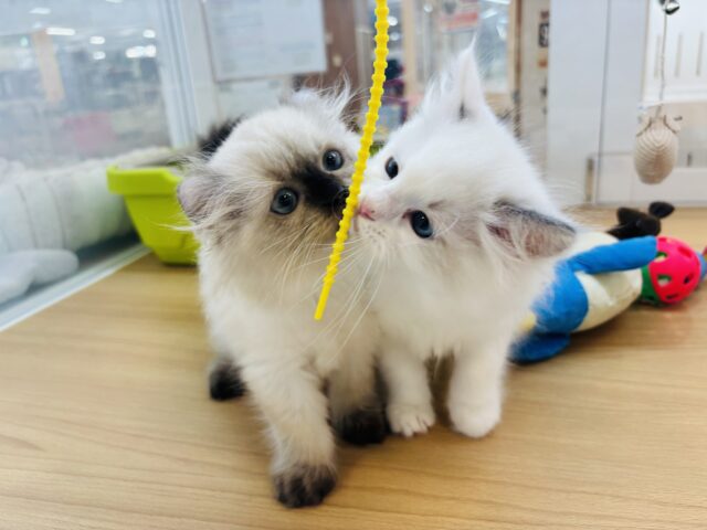 アメリカンカール