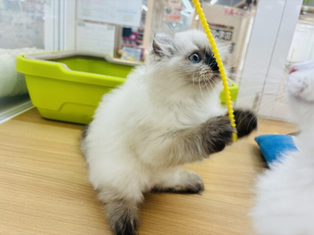 アメリカンカール