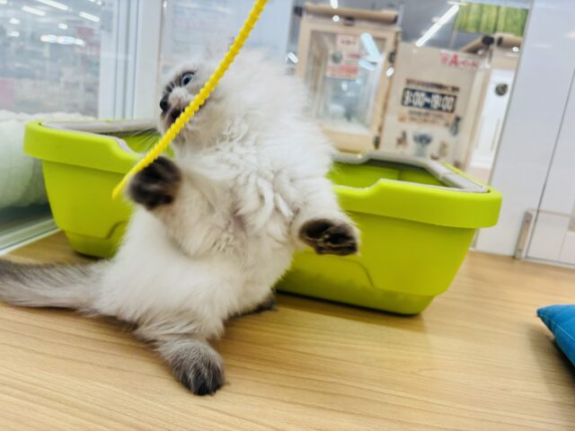 アメリカンカール