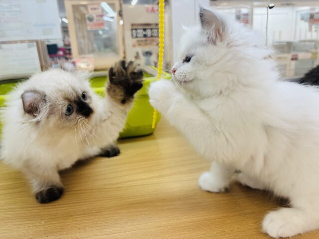 アメリカンカール