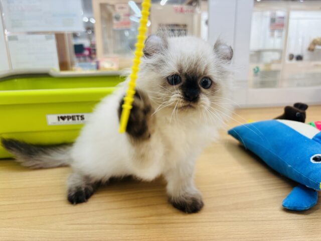 アメリカンカール