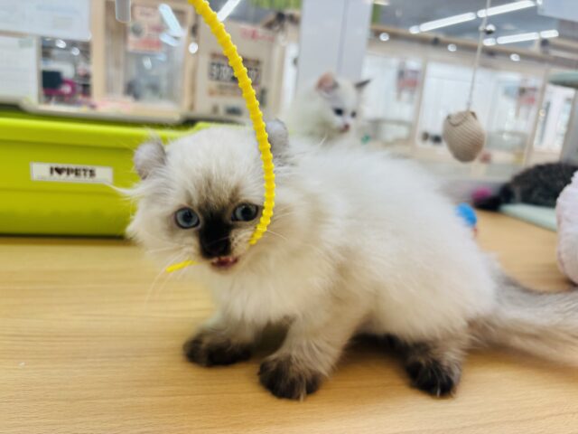 アメリカンカール