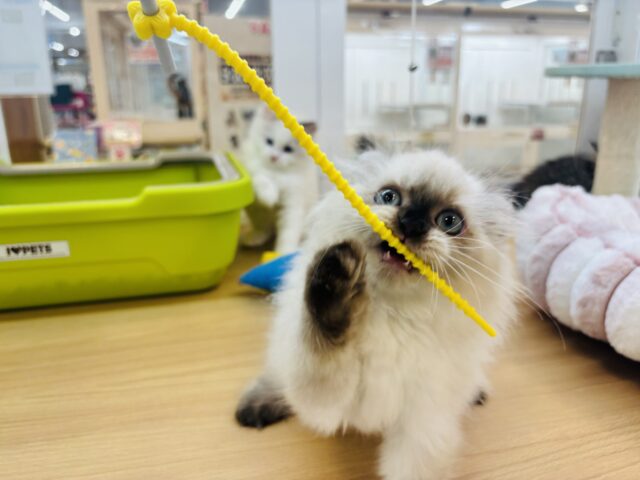 アメリカンカール