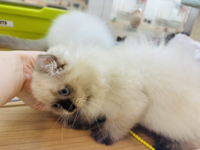 アメリカンカール