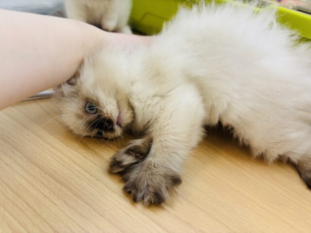 アメリカンカール