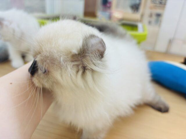 アメリカンカール