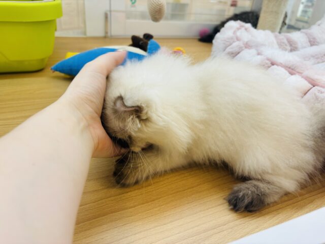 アメリカンカール