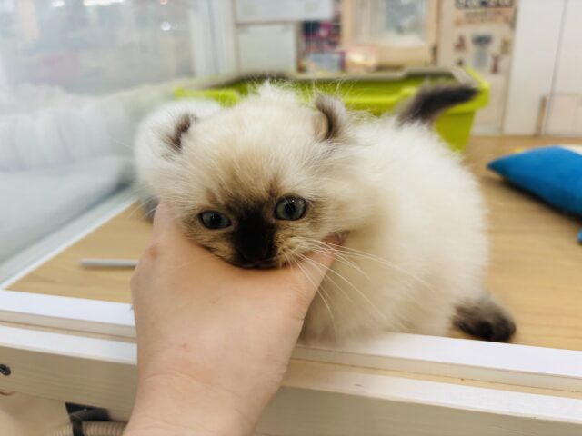 アメリカンカール