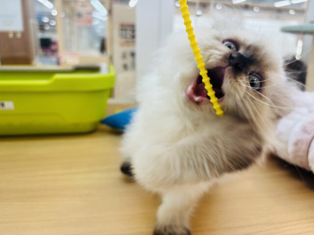 アメリカンカール