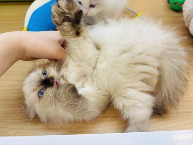 アメリカンカール