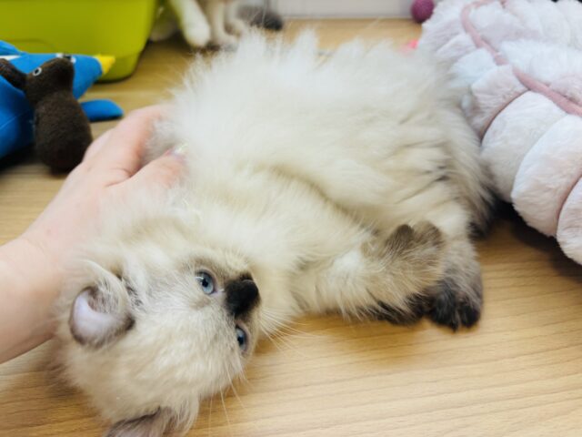 アメリカンカール