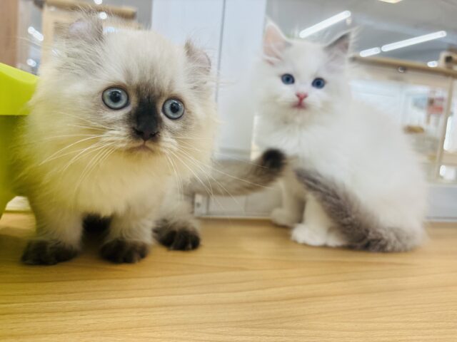 アメリカンカール