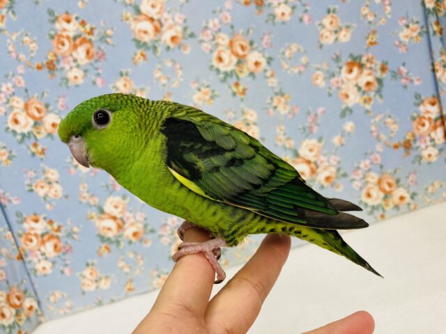 サザナミインコ