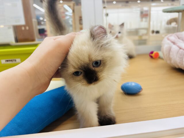 アメリカンカール