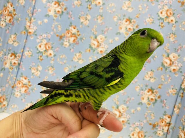 サザナミインコ