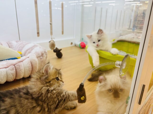 アメリカンカール