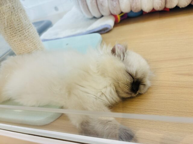 アメリカンカール