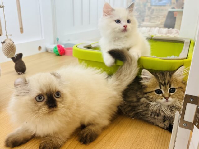 アメリカンカール