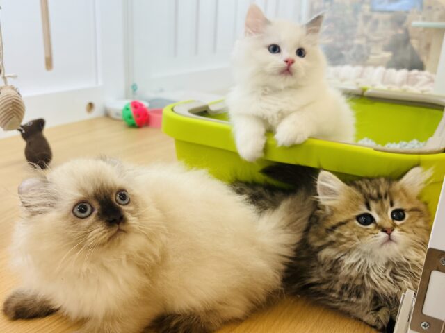 アメリカンカール