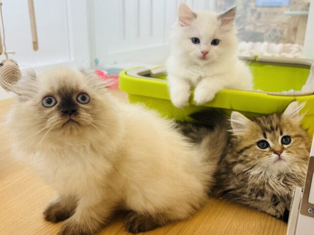 アメリカンカール